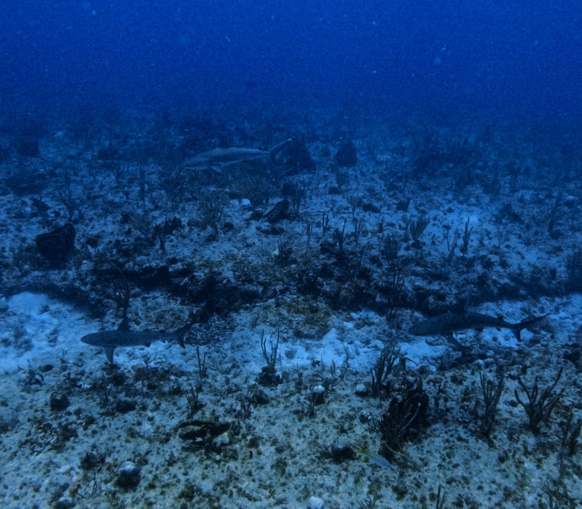 Underwater scene with sharks swimming over a coral reef at the ocean floor.
