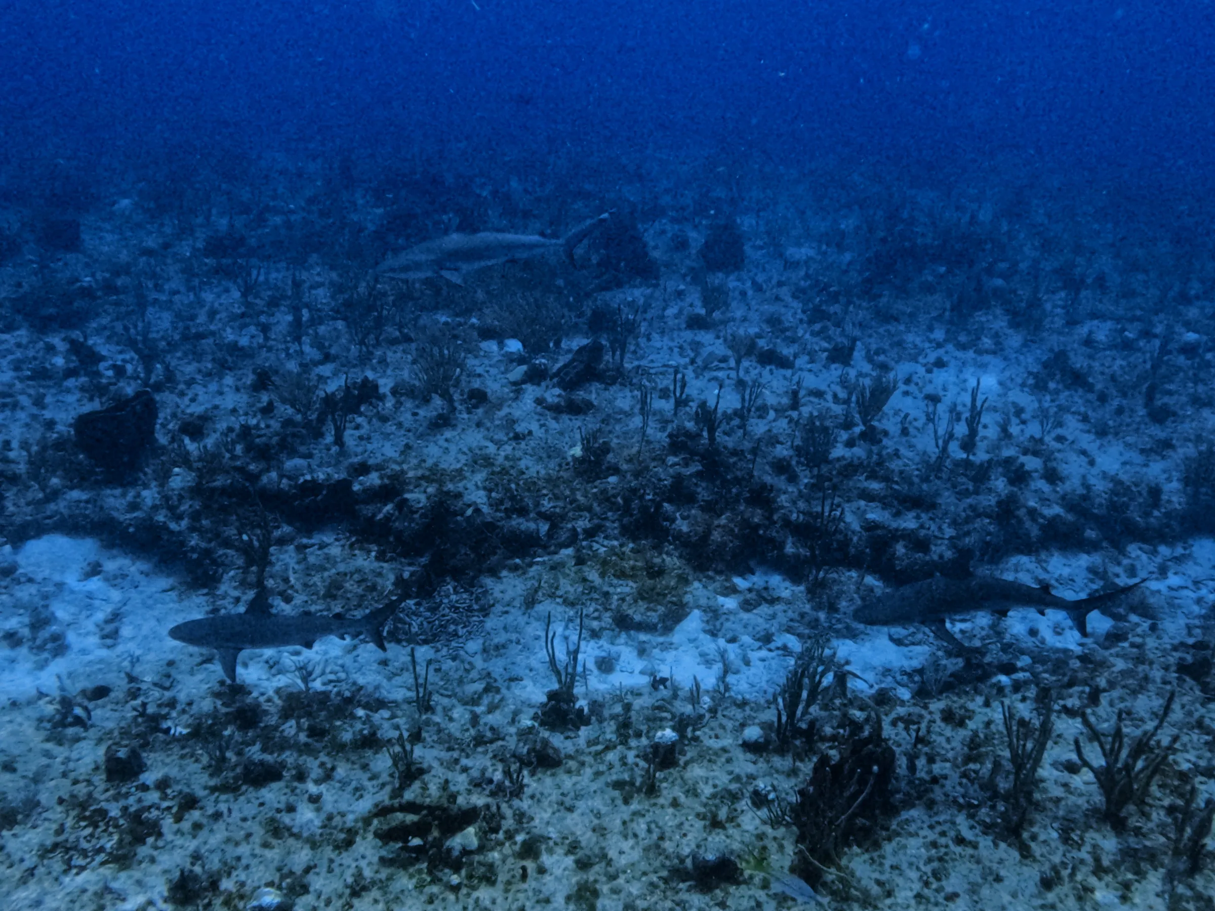 Underwater scene with sharks swimming over a coral reef at the ocean floor.